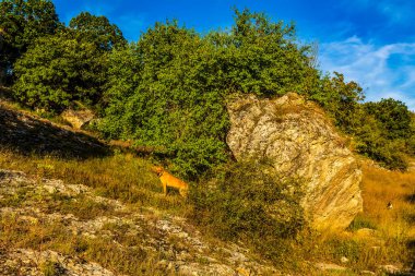 Bir yaz gününde dağdaki bir yamaçta geyik