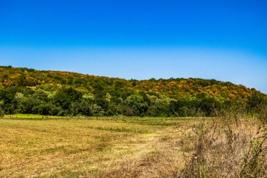 Parlak güneşli bir günde, bir ağaç ve bir ağaç tarlası ile sonbahar manzarası