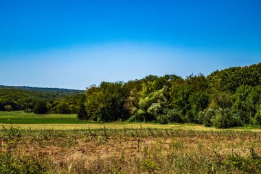 Yeşil ağaçlarla ve mavi gökyüzüyle manzara