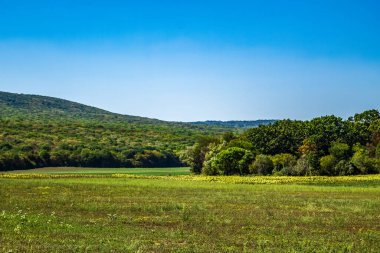 Dağlarda yeşil orman ve mavi gökyüzü, Ukrayna