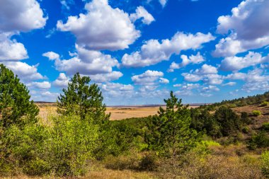 Arka planda ağaçlar ve mavi gökyüzü olan güzel bir tarla manzarası