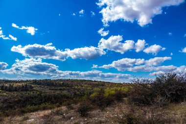 Arka planda ormanın güzel manzarası