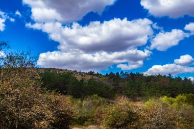 Güzel bir manzara Ağacı ve mavi gökyüzü