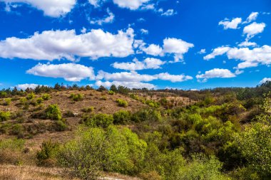 Ağaçlar ve çalılarla kaplı dağ manzarası