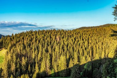 Karpat Dağları 'nda yaz yeşil ormanı