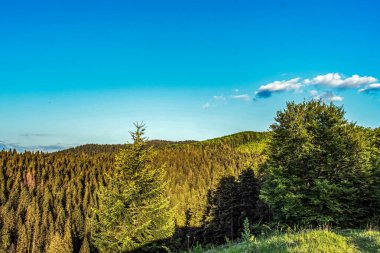 Ormanda yeşil ağaçlar