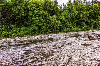 Ormandaki güzel nehir