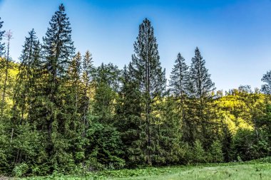 Dağlardaki güzel orman