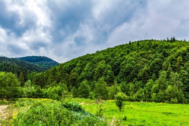 Dağlardaki güzel yeşil orman