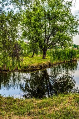Ağacı olan güzel bir nehir.