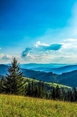 güzel yaz peyzaj Karpat Dağları