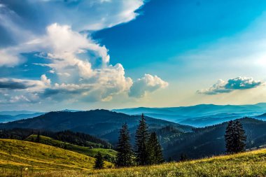 Dağ çayırında yaz manzarası
