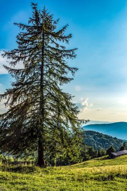 Ormanın güzel manzarası