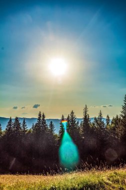 Yeşil çimenler ve ağaçlarla dolu güzel bir yaz manzarası