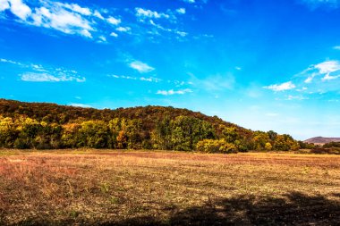 Ağaçlı ve yeşil yapraklı güzel sonbahar manzarası