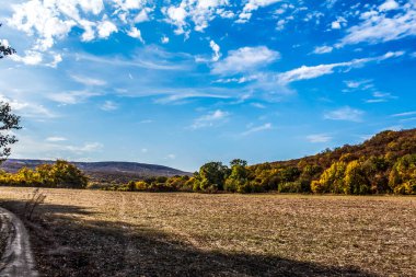 güzel sonbahar manzarası Ağaçlar ve yeşil otlar