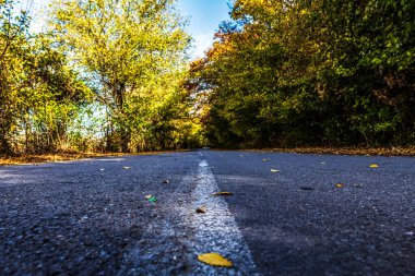 Sonbahar ormanı boyunca yol