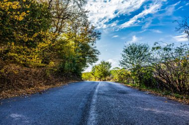 Ormanda sonbahar yolu