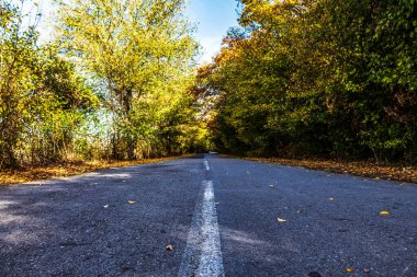 Ağaçlı sonbahar ormanı yolu