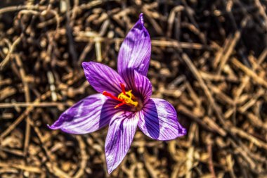 Bahçedeki güzel çiçekler