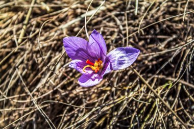 Ormandaki tarla çiçekleri