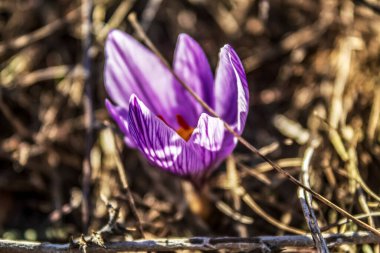Çimlerin üzerinde mor timsahlar.