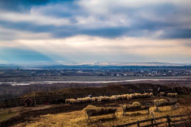 Ağaçlarla dolu bir tarlası ve bulutlu bir gökyüzü olan güzel bir manzara.