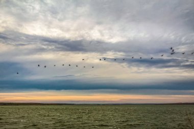 Gökyüzünde uçan martı sürüsü.