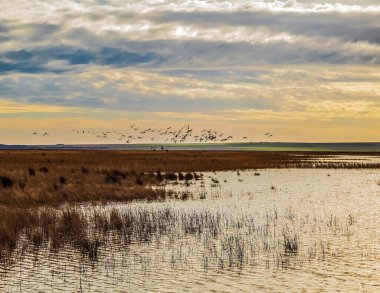 Bozkırdaki kuşlar gölde