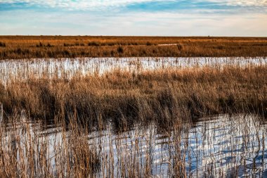 Nehir kenarındaki sazlıklar ve çimenler