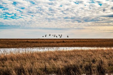 Mavi gökyüzünde uçan martı sürüsü