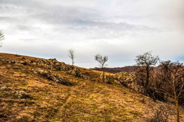 Ağacın olduğu manzara ve arka planda ağaçlar