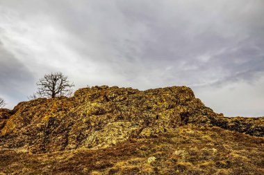 Ağacı ve bulutlu gökyüzü olan güzel bir manzara.