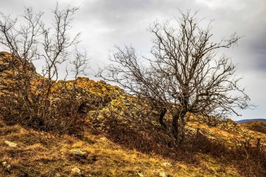 Ağaçlı sonbahar manzarası