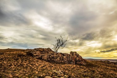 gün batımında tepede yalnız ağaç