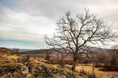 Ağaçlar ve bulutlarla dolu güzel bir manzara.