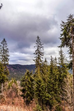 Ormandaki ağaçlar ve dağlar