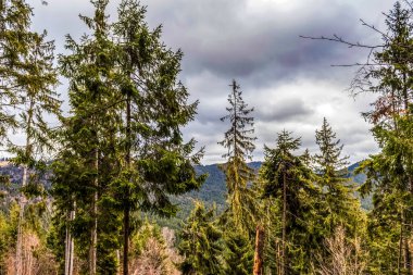 Slovakya 'daki ormanda sonbahar ağaçları. Slovakya 'da doğa ve yeşillik
