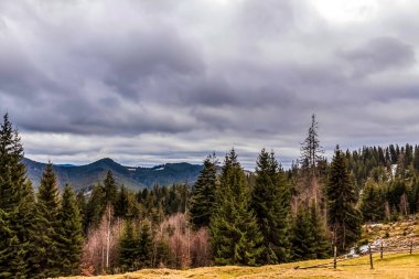 Ormandaki Karpat Dağlarının güzel manzarası