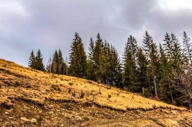 Karpatlar 'daki dağ manzarası. Karpat Dağları.