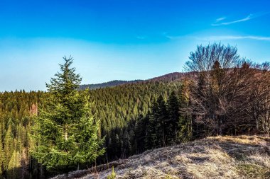 Ağaçların manzarası ve dağlarda bir sıradağ.