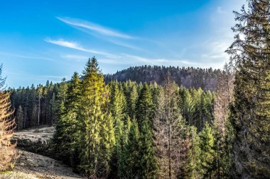 Ağaçlı güzel bir orman görüntüsü.