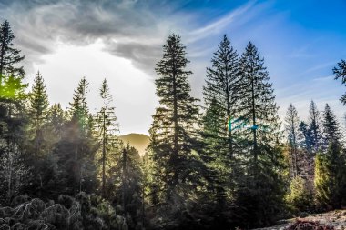 Ağacı ve ormanı olan güzel bir manzara.