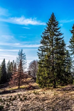 Ağaçlar ve çimenler kışın ormanda