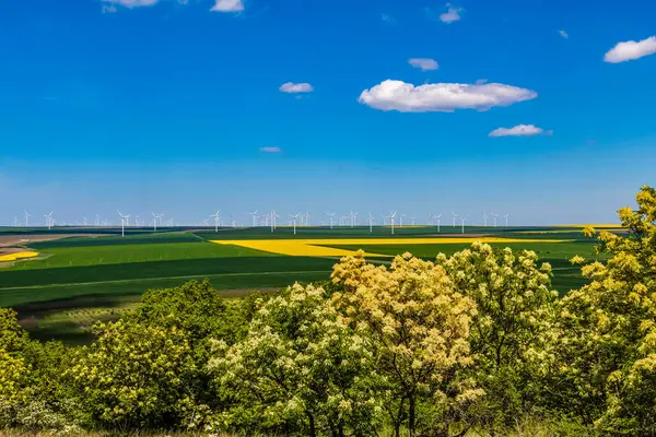 Buğday tarlasının manzarası. Zirai üretim kavramı