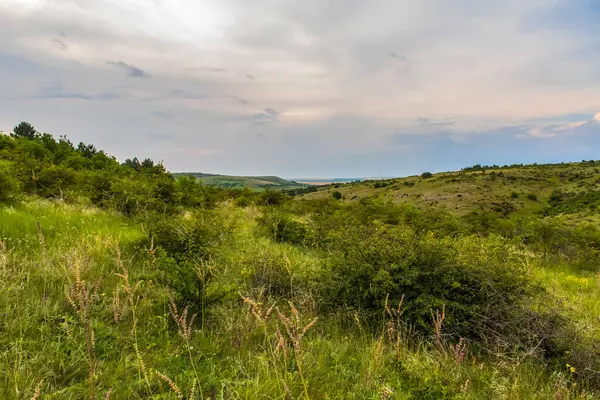 Tepedeki yeşil orman. Köyde yaz manzarası.