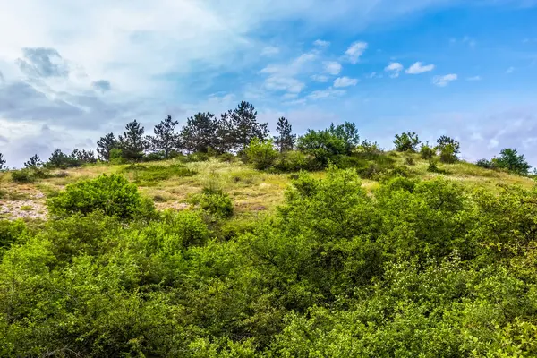 yeşil orman ve mavi gökyüzü