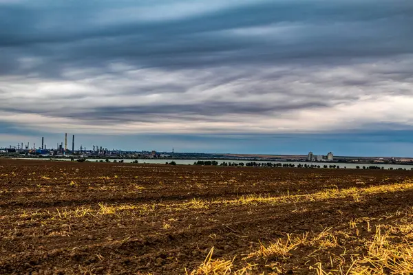 Buğday tarlası ve güneş ışığı altındaki ağaçların dikey görüntüsü.