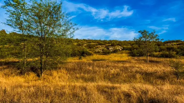 Ormanda bir ağacı olan güzel bir manzara.