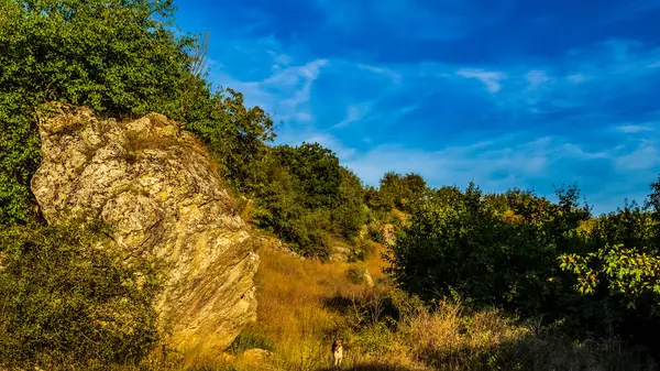 Güzel bir manzara Ağacı ve mavi gökyüzü